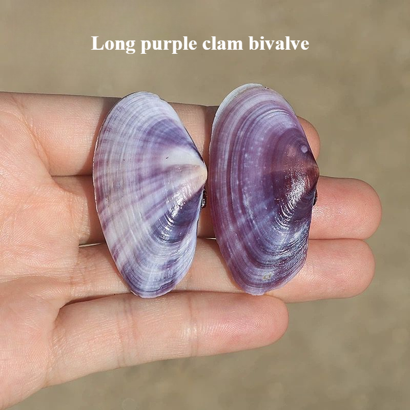 Aquarium Marine Fish - ยาวสีม่วง Clam ธรรมชาติ Conch สีม่วง Fish