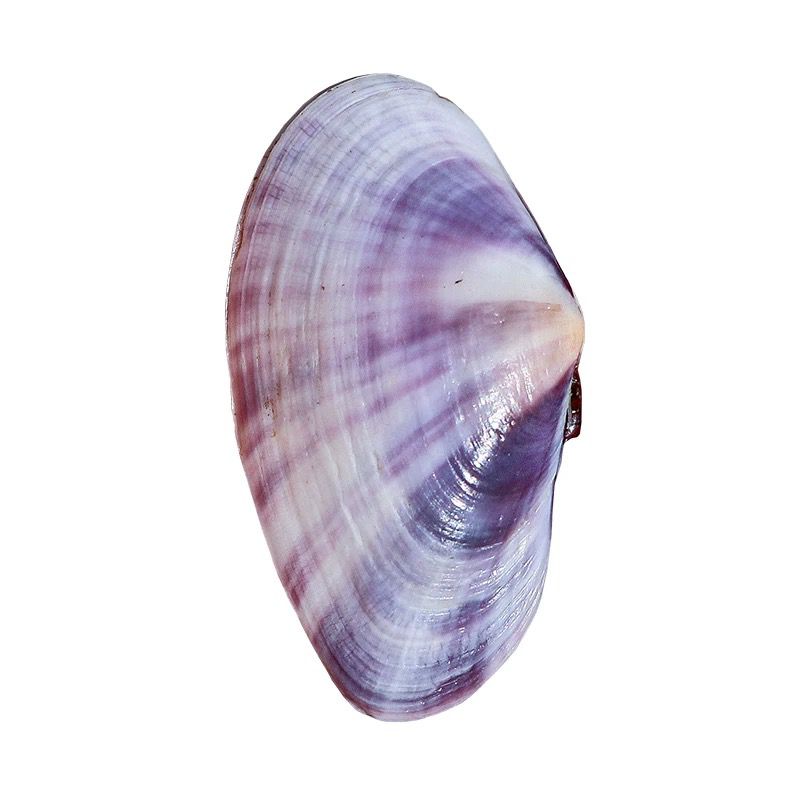 ยาวสีม่วง Clam ธรรมชาติ Conch  - Aquarium Marine Fish บทวิจารณ์และราคา