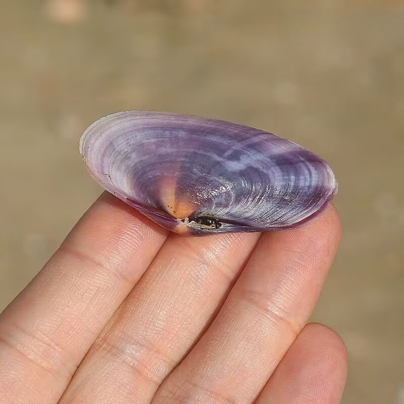 ยาวสีม่วง Clam ธรรมชาติ Conch  - Aquarium Marine Fish บทวิจารณ์และราคา