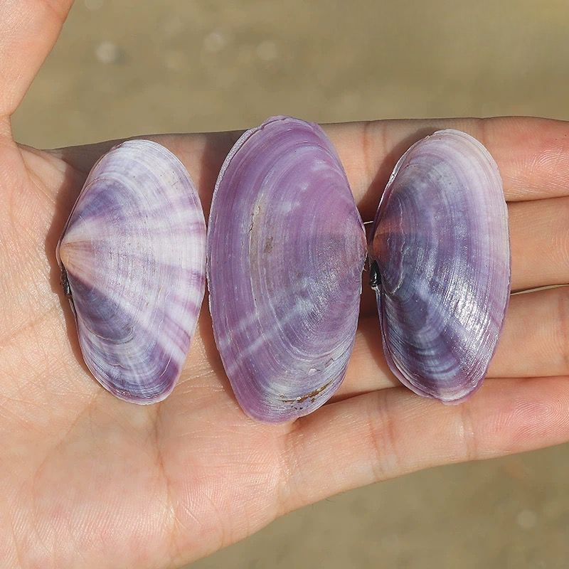 ยาวสีม่วง Clam ธรรมชาติ Conch  - Aquarium Marine Fish บทวิจารณ์และราคา